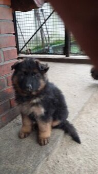 WhatsApp +4915510295604 Deutscher Schäferhund langhaarig sch