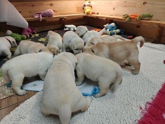 WhatsApp +4915510295604 Labrador Retriever Hund verfügbar
