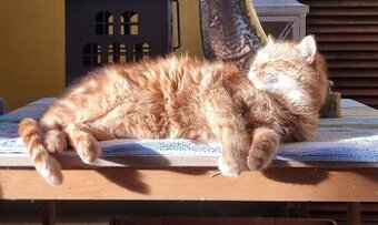 Kater