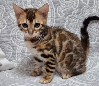 Bengalkätzchen WhatsApp: +436703013912