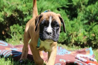 WhatsApp +4915510295604 Schöner Boxerhund verfügbar