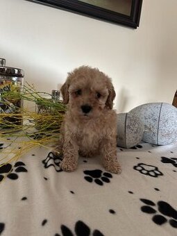 WhatsApp +4915510295604 Maltipoo schöner Rüde verfügbar