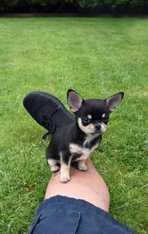 WhatsApp +4915510295604 Chihuahua Rüde, klein, schwarz-braun