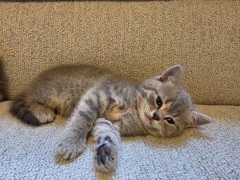 Bkh Kater sucht noch zuhause