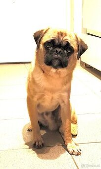 Sportlicher MOPS Rüde - 8 Monate