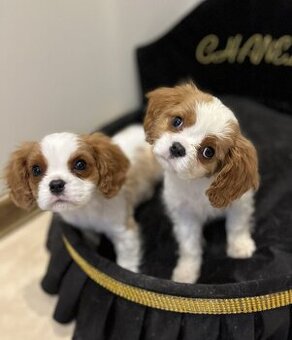 WhatsApp +4915510295604 Cavalier King Charles Spaniel verfüg