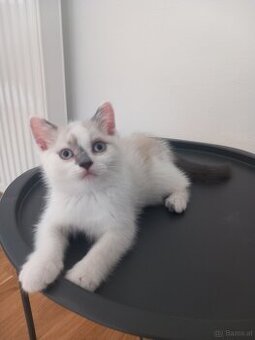 Bkh kitten
