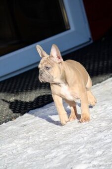 Französischen Bulldoggen Welpen mit Stammbaum