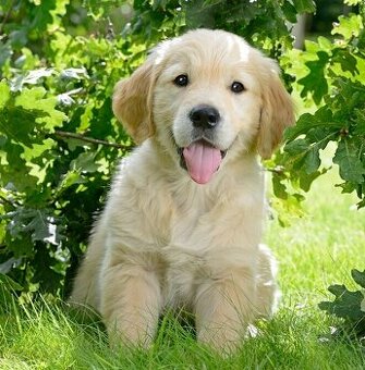 Golden-Retriever-Welpen (Rüden und Hündinnen).