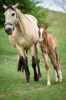 Lusitano Hengst PSL
