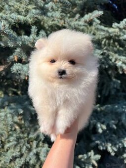 Wunderschöne Zwergspitz-Pomeranian-Welpen