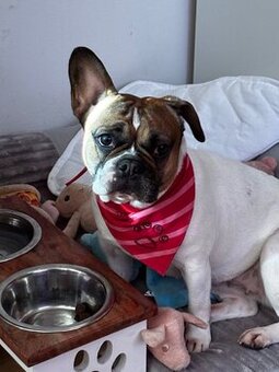 Französische Bulldogge - 1