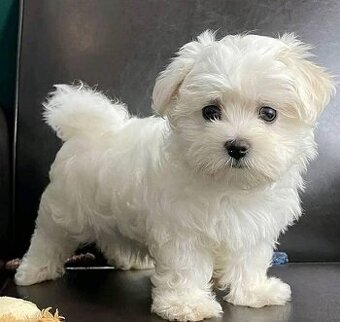 Malteserwelpen (Rüden und Hündinnen).