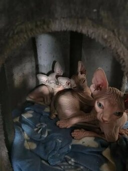 Bezauberndes Sphynx-Kätzchen