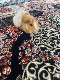 Meerschweinchen