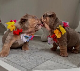Gesunde französische Bulldoggenwelpen suchen ein Zuhause.