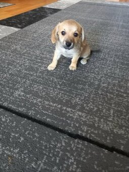Chihuahua x Dackel mischlink Welpen