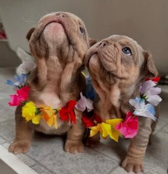 Französische Bulldoggenwelpen suchen ein Zuhause.