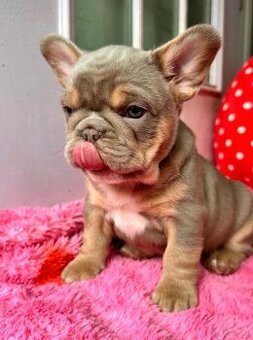 Bezaubernde französische Bulldoggenwelpen suchen ein Zuhause