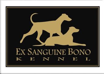 Doberman puppies with FCI pedigree