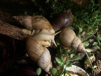 Achatschnecke
