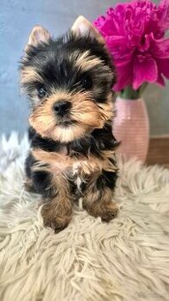 Yorkshire Terrier mit FCI