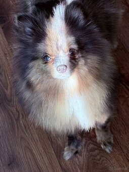 Kleines Pom Mädchen 🌸 Black Merle