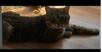 Katze zu verschenken