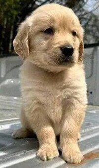 Golden-Retriever-Welpen zu verkaufen