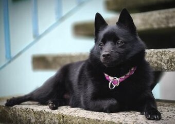 Schipperke