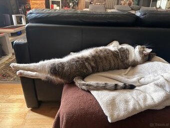 Gepflegter Kater zu verschenken