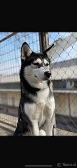 Husky Hündin zu verschenken