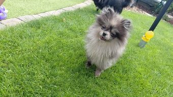 Pomeranian Zwergspitz