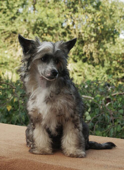 chinese crested dog - hairless - FCI