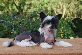 chinese crested dog - hairless - FCI