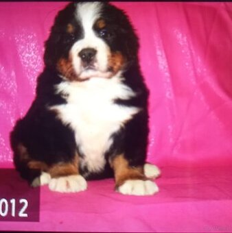 WhatsApp +4915510295604 Berner Sennenhund verfügbar