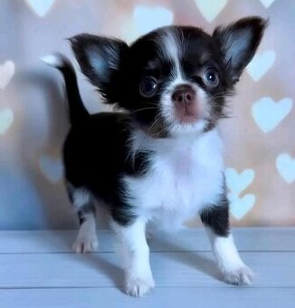 Chihuahua-Welpen suchen ein Zuhause.