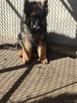 WhatsApp +4915510295604 Deutscher Schäferhund langhaarig sch