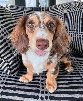 Dackelwelpen suchen ein Zuhause. Alle Papiere sind vorhanden