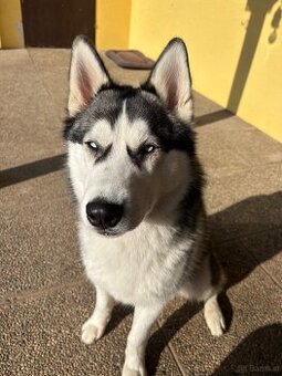 Sibirischer Husky Rüde zu vergeben