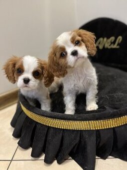 WhatsApp +4915510295604 Cavalier King Charles Spaniel verfüg