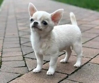 Chihuahua-Welpen suchen ein Zuhause