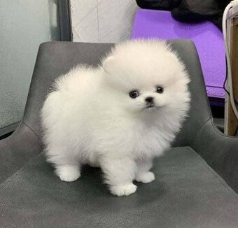 Pomeranian-Welpen suchen ein Zuhause