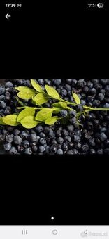 Waldheidelbeeren