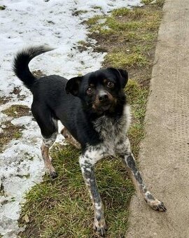 Mischling Rüde klein