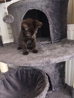 Baby Katze