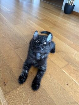 🐾 Aurelia sucht ihr Für-immer-Zuhause 🐾