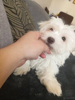Hund Malteser Welpe