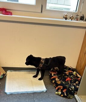 hmong bobtail dog - 1