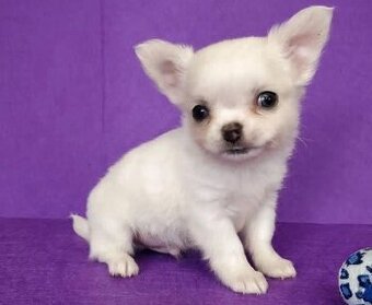 Chihuahua-Welpen (männlich und weiblich)